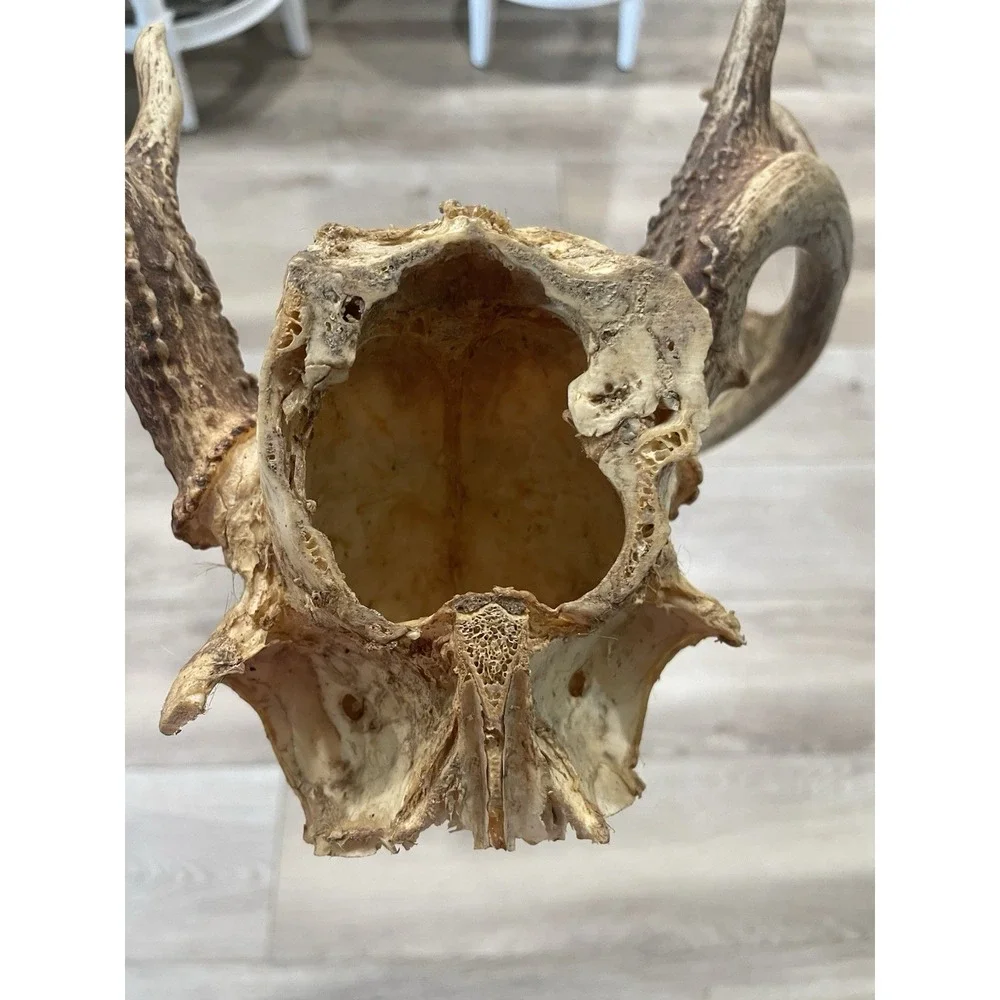 The Unbranded Brand vtg deer